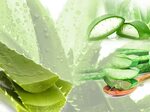 Top 11 Amazing Benefits of Aloe Vera (Ghritkumari) - Sarvyog